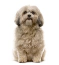 Shih Tzu sitting