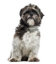 Shih Tzu sitting, 17 months old , Royalty Free Stock Photo
