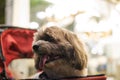 Shih tzu dog enjoy relaxing in pet park and dog supermarket