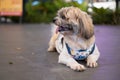 Shih tzu dog enjoy relaxing in pet park and dog supermarket