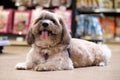 Shih tzu Small dog relaxing in pet park and dog supermarket