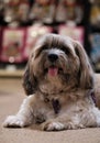 Shih tzu Small dog relaxing in pet park and dog supermarket