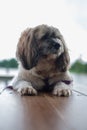 Shih Tzu dog enjoy to travel in nature outdoor