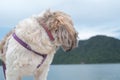 Shih Tzu small dog enjoy to travel in nature outdoor
