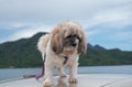 Shih Tzu small dog enjoy to travel in nature outdoor