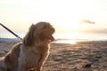 Shih Tzu dog enjoy to travel in nature outdoor