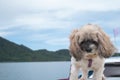 Shih Tzu small dog enjoy to travel in nature outdoor