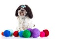 Shih tzu with threadballs isolated on white background dog