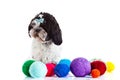 Shih tzu with threadballs on white background