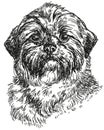 Shih Tzu vector hand drawing illustration