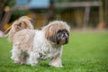Shih Tzu walking Royalty Free Stock Photo