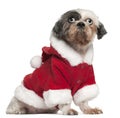 Shih Tzu wearing Santa outfit, 12 and a half Royalty Free Stock Photo