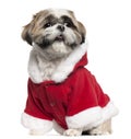 Shih Tzu wearing Santa outfit, 4 years old