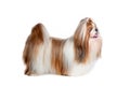 Shih Tzu, 6 year old standing against white background Royalty Free Stock Photo