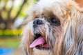 Shihtzu dog Royalty Free Stock Photo