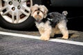 Shihtzu dog Royalty Free Stock Photo