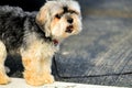 Shihtzu dog in parking lot, Florida