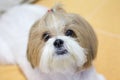 Shihtzu Royalty Free Stock Photo