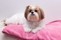 Shihtzu dog puppy