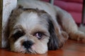 Shihtzu Dog Royalty Free Stock Photo