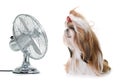 Shihtzu and fan Royalty Free Stock Photo