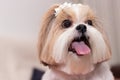 Shihtzu pet dog puppy love family