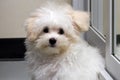 Shihtzu puppy breed tiny dog Royalty Free Stock Photo