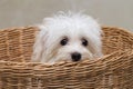 Shihtzu puppy breed tiny dog Royalty Free Stock Photo