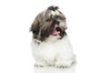 ShihTzu puppy yawn Royalty Free Stock Photo