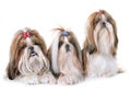 Shihtzu in studio Royalty Free Stock Photo