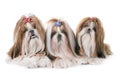 Shihtzu in studio Royalty Free Stock Photo