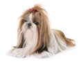 Shihtzu in studio Royalty Free Stock Photo
