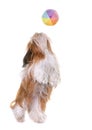 Shihtzu in studio Royalty Free Stock Photo