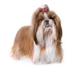 Shihtzu in studio Royalty Free Stock Photo