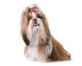 Shihtzu in studio Royalty Free Stock Photo