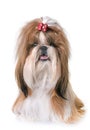 Shihtzu in studio Royalty Free Stock Photo