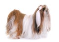 Shihtzu in studio Royalty Free Stock Photo
