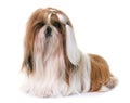 Shihtzu in studio Royalty Free Stock Photo