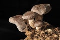 The Shiitake Royalty Free Stock Photo