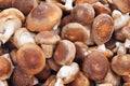 Shiitake Royalty Free Stock Photo