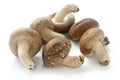 Shiitake, japanese mushrooms