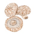 The Shiitake Lentinula edodes mushrooms botanical drawing Royalty Free Stock Photo