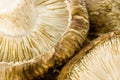 Shiitake mushroom Royalty Free Stock Photo