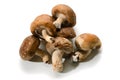 Shiitake mushroom