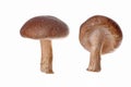 Shiitake Mushroom Royalty Free Stock Photo