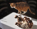 Shiitake mushroom and the cat. Royalty Free Stock Photo