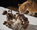 Shiitake mushroom and the cat. Royalty Free Stock Photo