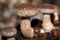 Shiitake mushroom at close quarters Royalty Free Stock Photo