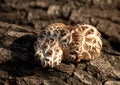 Shiitake mushroom Royalty Free Stock Photo