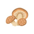 Shiitake mushroom. Edible and delicious fungus. Vector cartoon illustration